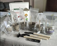 Load image into Gallery viewer, Bonsai Tree Kit Grow 6 Of Your Own Bonsai Trees from Seeds