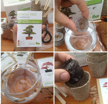 Load image into Gallery viewer, Bonsai Tree Kit Grow 6 Of Your Own Bonsai Trees from Seeds