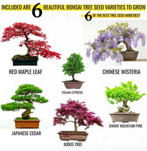 Load image into Gallery viewer, Bonsai Tree Kit Grow 6 Of Your Own Bonsai Trees from Seeds