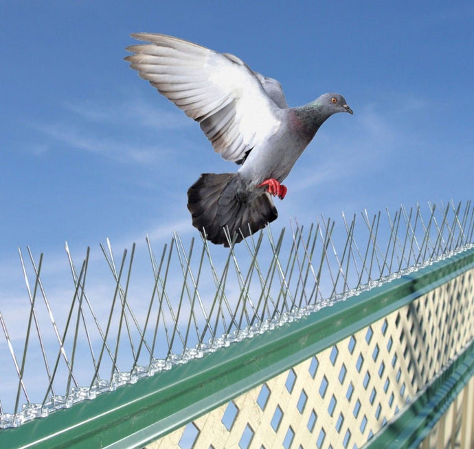 Professional Deterrent Pigeon/Seagull/Crow Bird Spikes