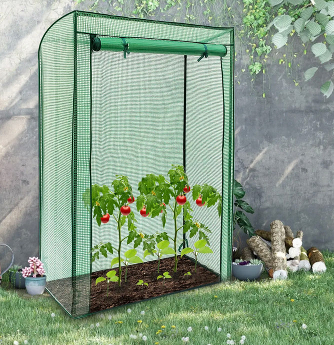 Mini Greenhouse, Tomato Plant Grow