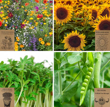 Load image into Gallery viewer, Grow Your Own Seeds Kit for Kids