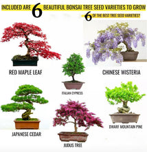 Load image into Gallery viewer, BONSAI TREE KIT. Grow 6 OF Your OWN Bonsai Trees from Seeds WITH BONSAI TOOL KIT